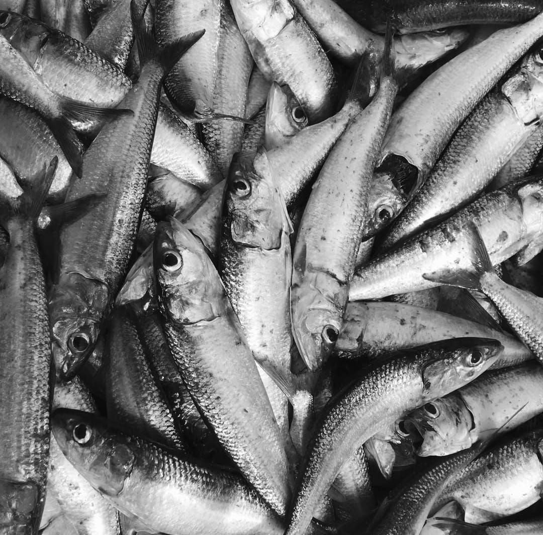 Fish Sauce, herring