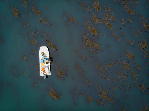 Kelp Sea Salt Flakes (75g jar)